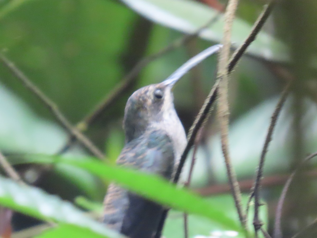 kolibřík běloknírkový - ML620999792