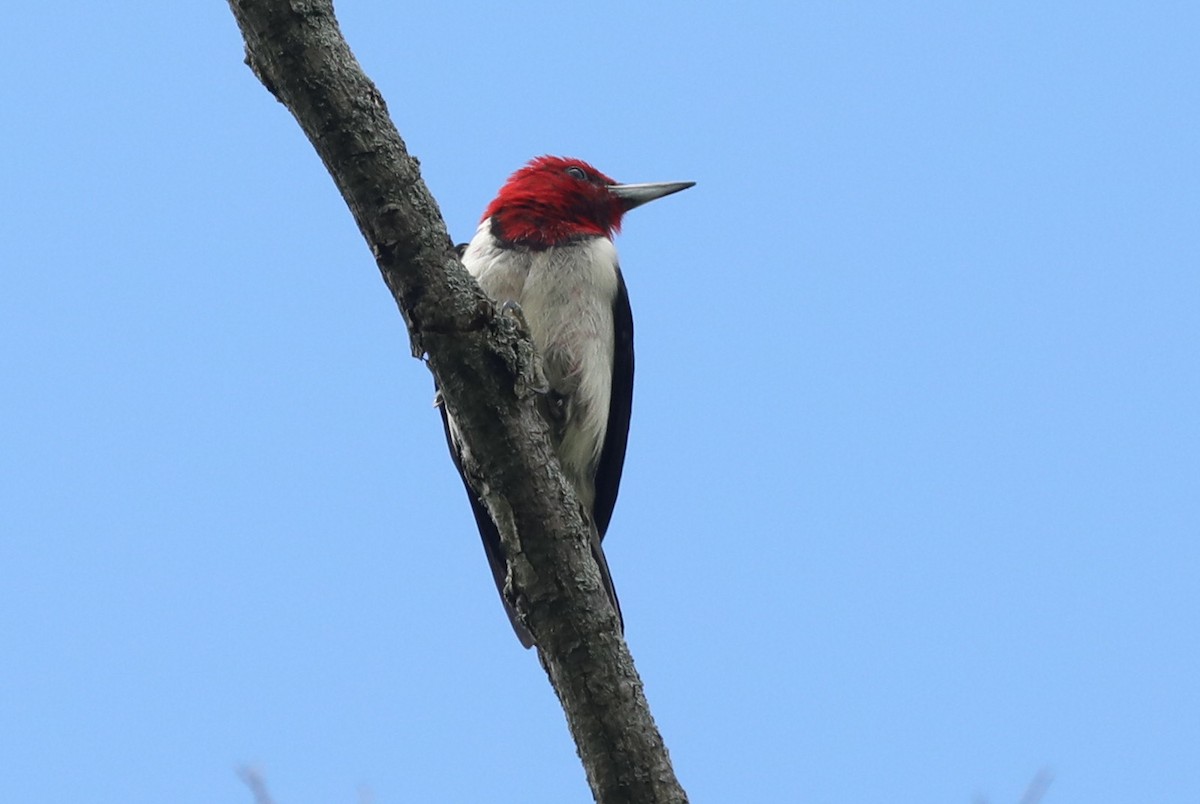 Red-headed Woodpecker - ML620999806