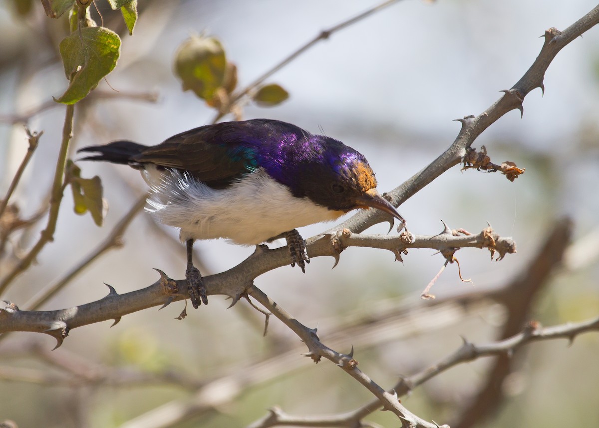 Western Violet-backed Sunbird (Southern) - ML620999814
