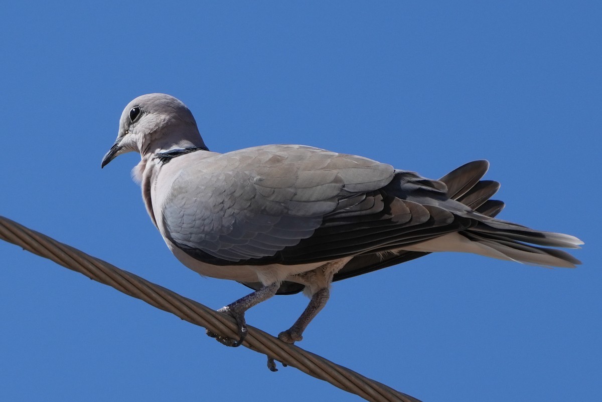 Ring-necked Dove - ML620999843