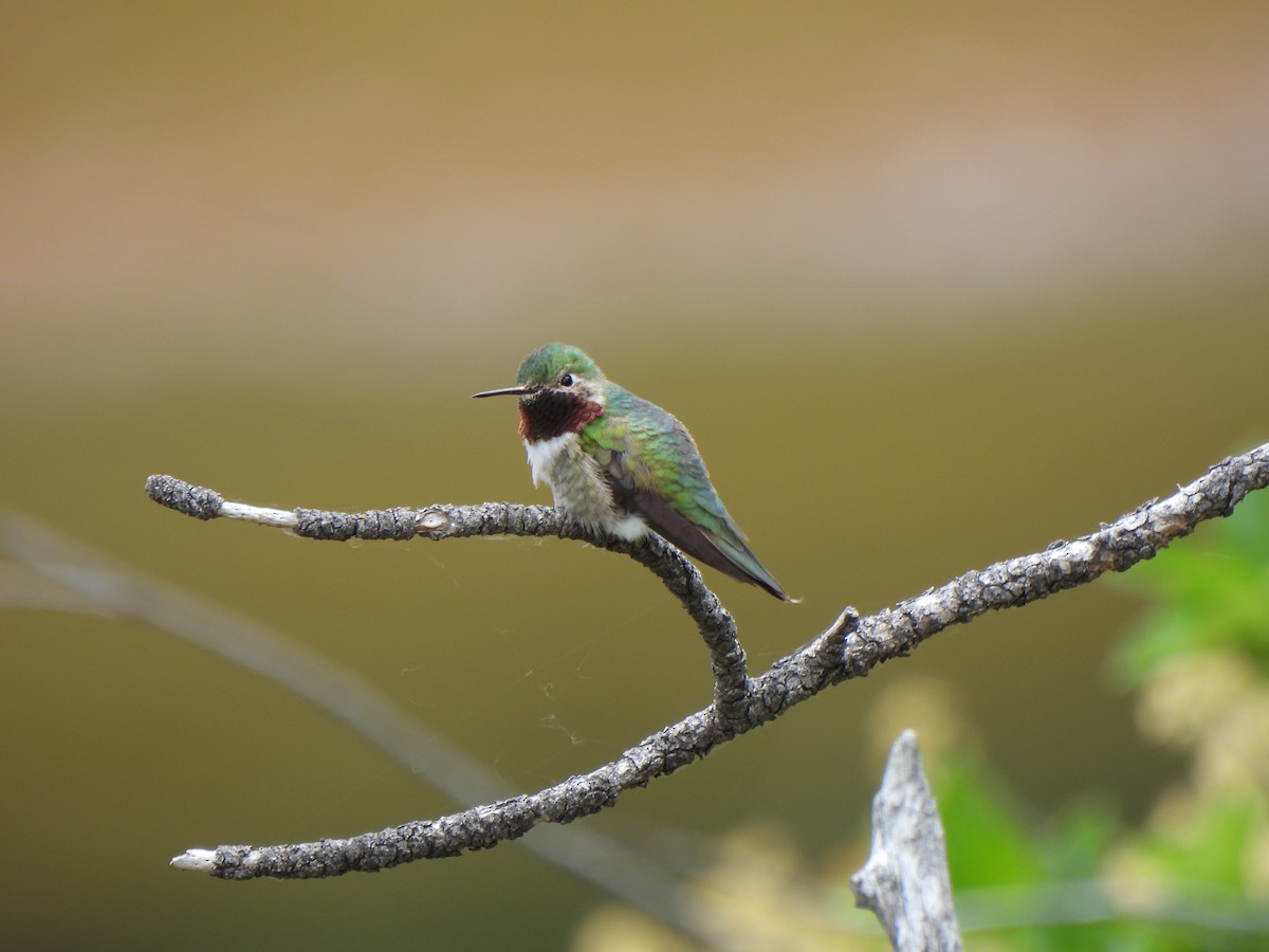 Broad-tailed Hummingbird - ML620999844