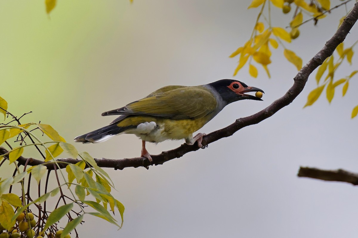 Australasian Figbird - ML620999868