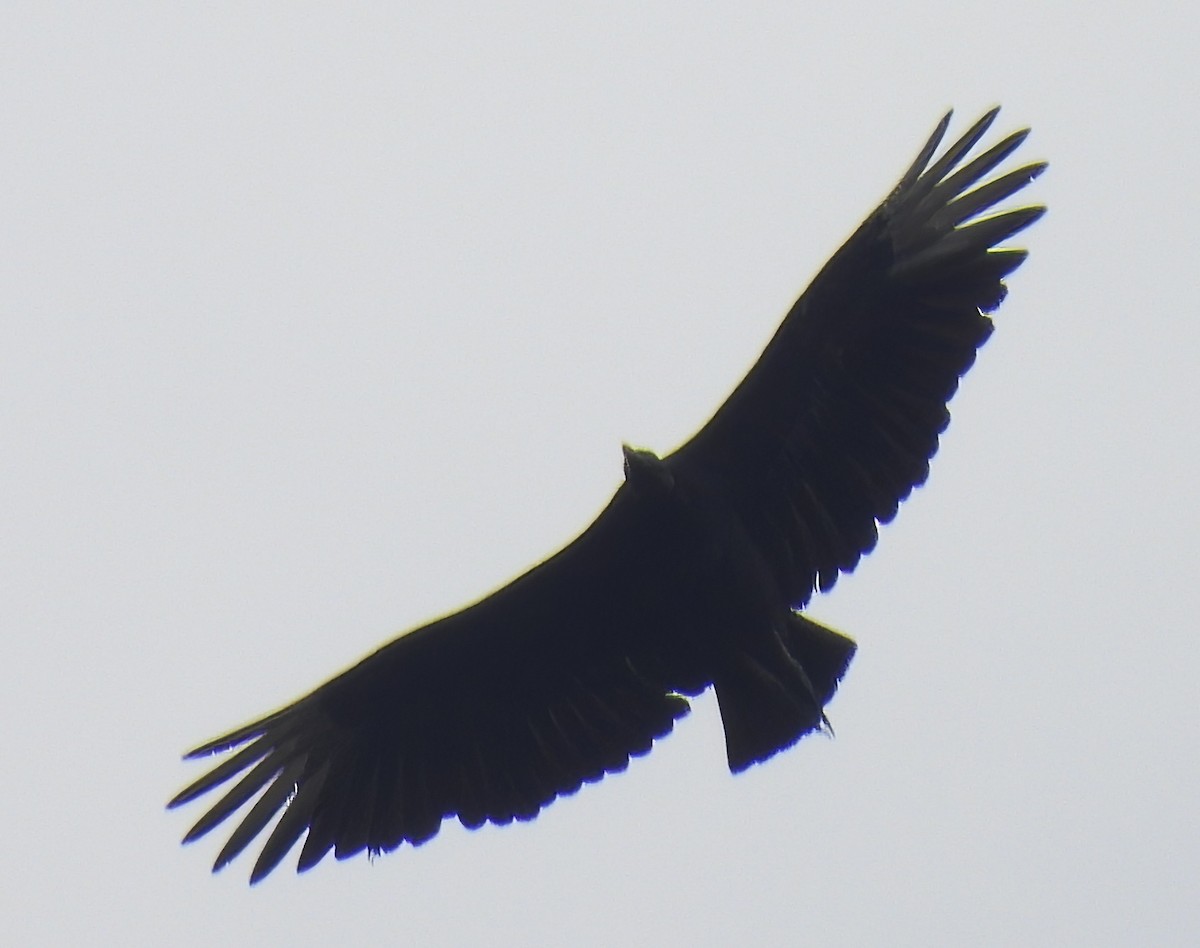 Black Vulture - ML620999871