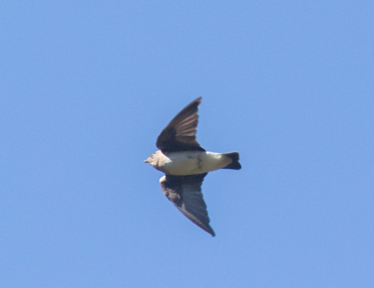 Northern Rough-winged Swallow - ML620999881