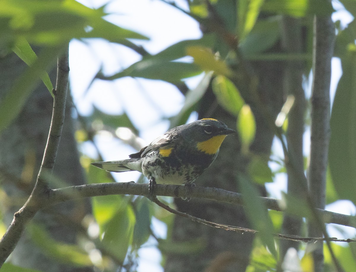 Yellow-rumped Warbler (Audubon's) - ML620999893