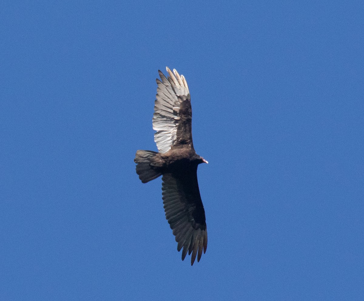 Turkey Vulture - ML620999907