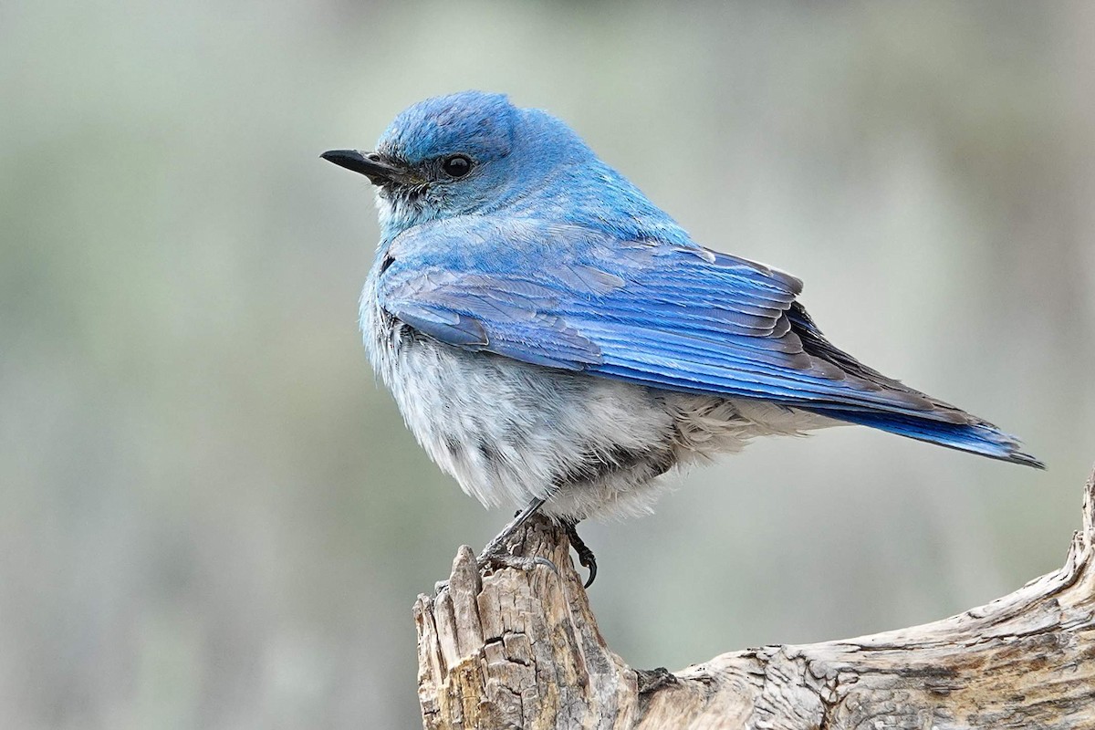 Mountain Bluebird - ML620999911