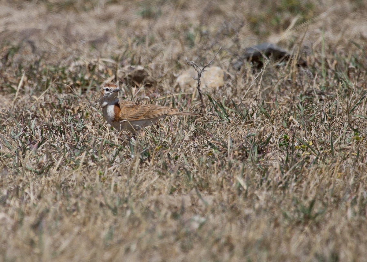 Red-capped Lark - ML620999913