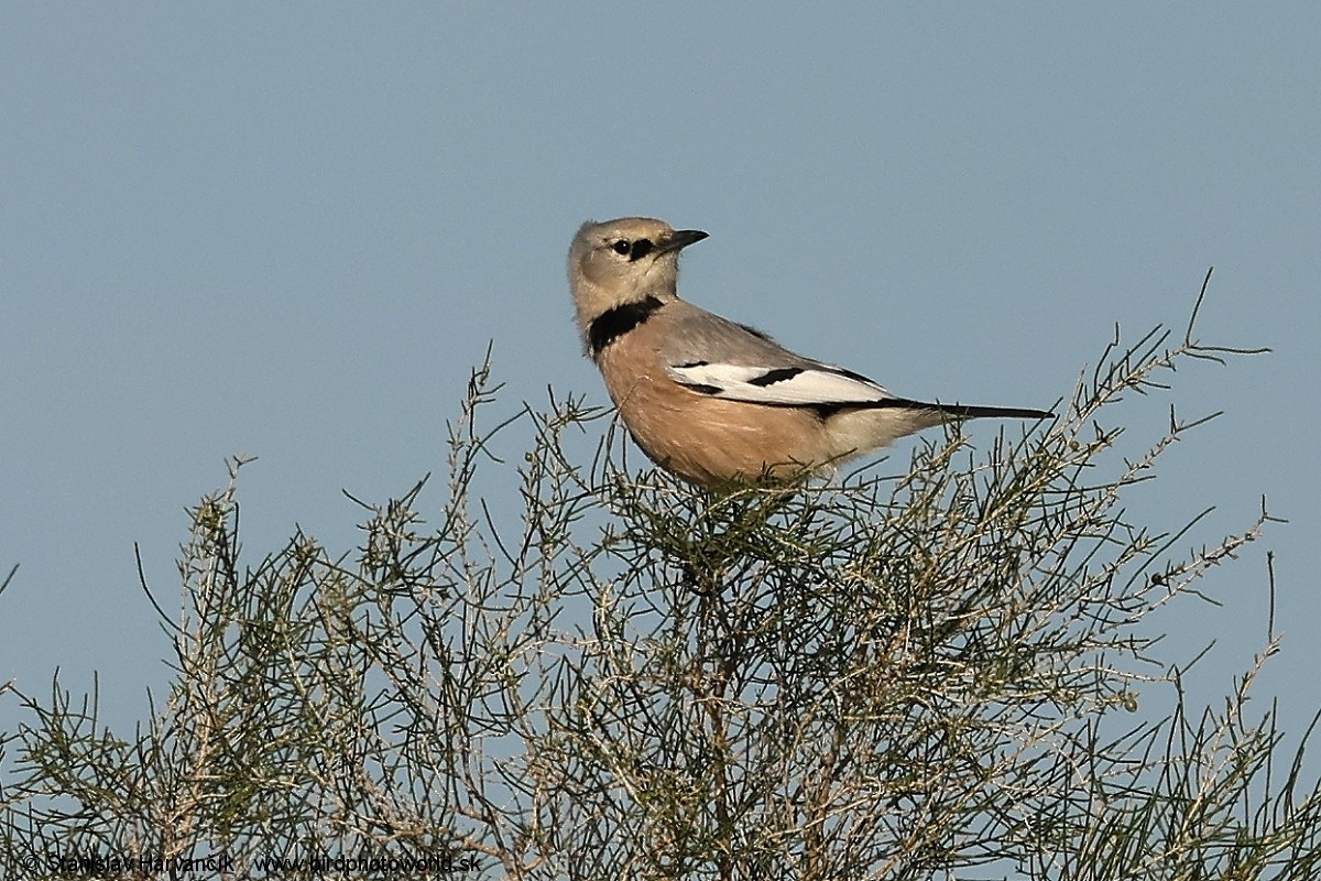 Turkestan Ground-Jay - ML620999938