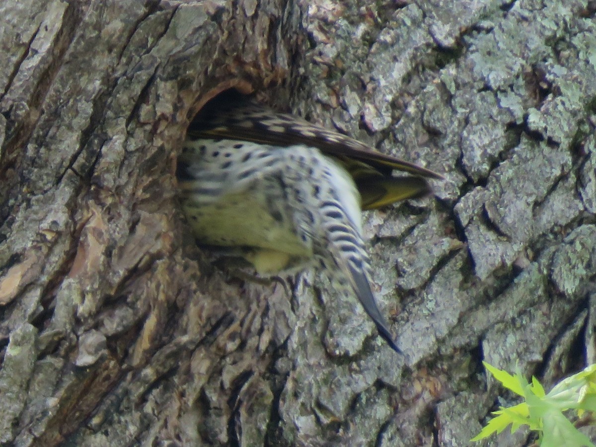 Northern Flicker (Yellow-shafted) - ML620999945