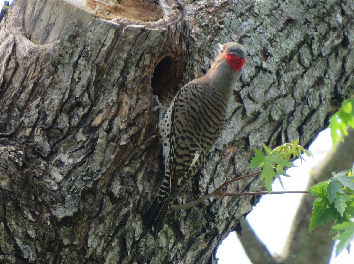 Northern Flicker (Yellow-shafted) - ML620999947