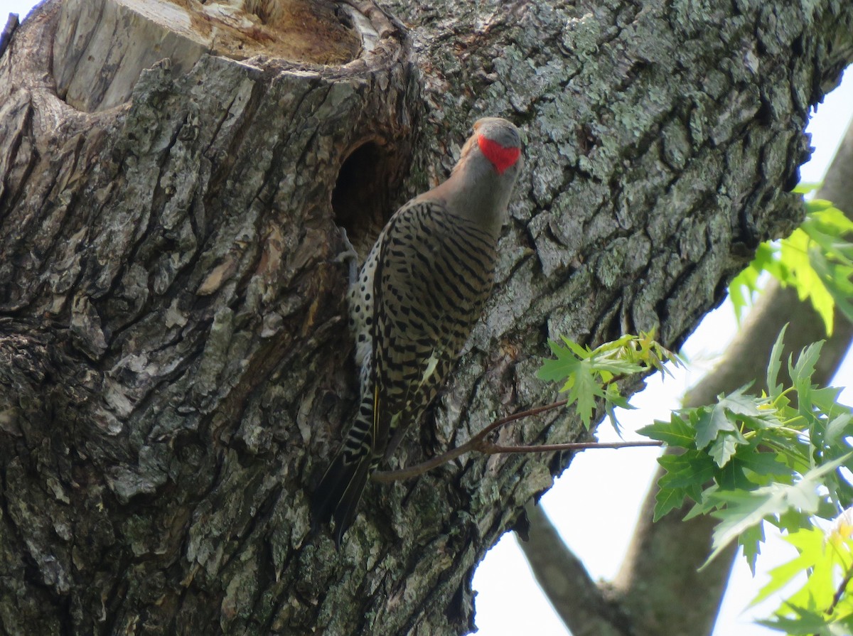 Northern Flicker (Yellow-shafted) - ML620999949