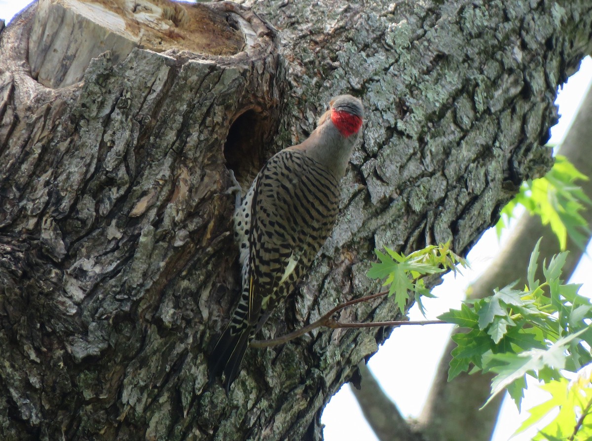 Northern Flicker (Yellow-shafted) - ML620999950