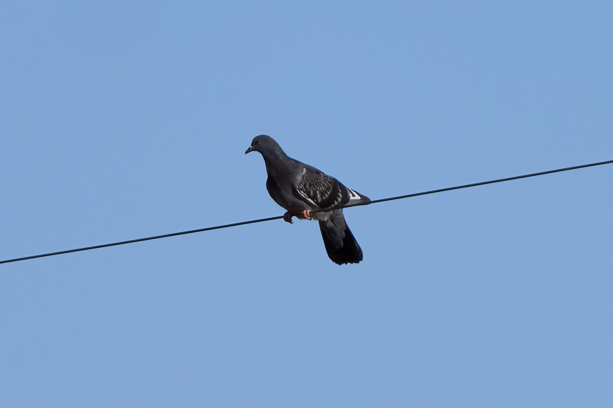 Rock Pigeon (Feral Pigeon) - ML620999951