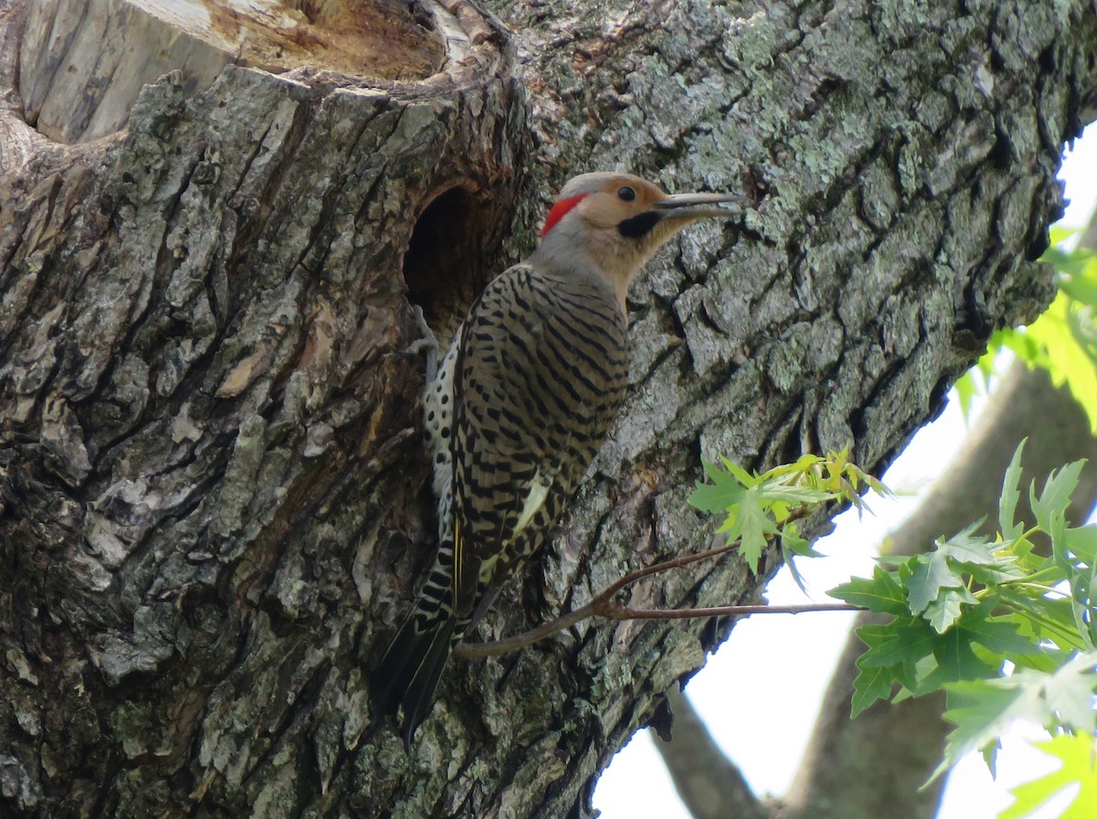 Northern Flicker (Yellow-shafted) - ML620999952