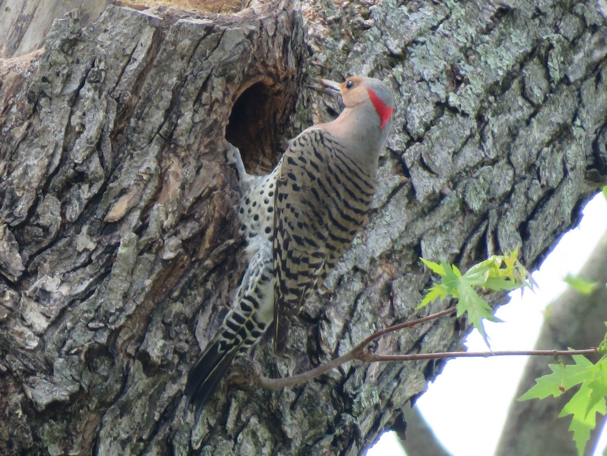Northern Flicker (Yellow-shafted) - ML620999953