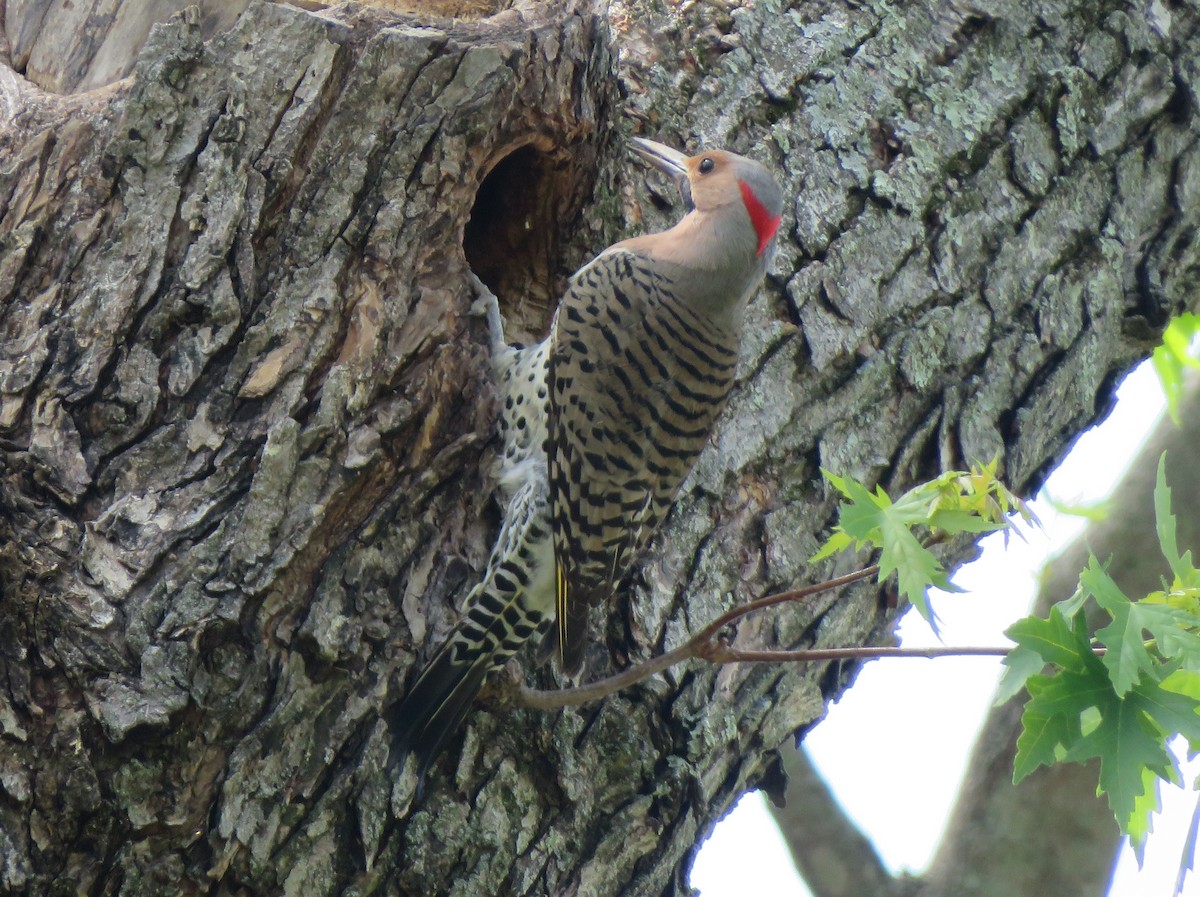 Northern Flicker (Yellow-shafted) - ML620999954