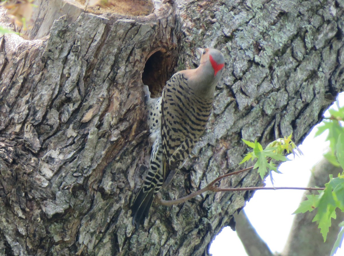 Northern Flicker (Yellow-shafted) - ML620999955