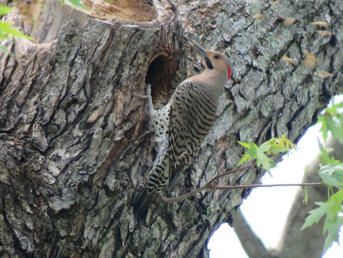 Northern Flicker (Yellow-shafted) - James Nelson