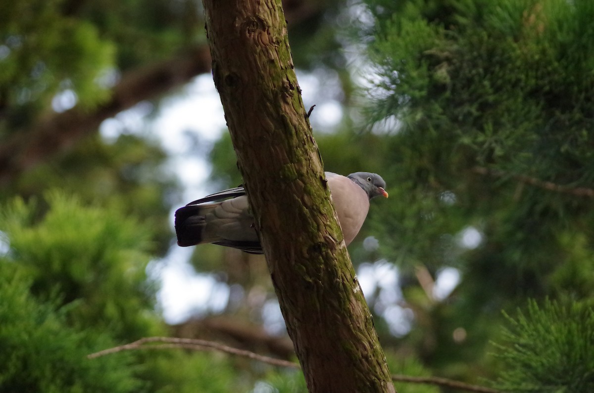 Common Wood-Pigeon - ML620999961