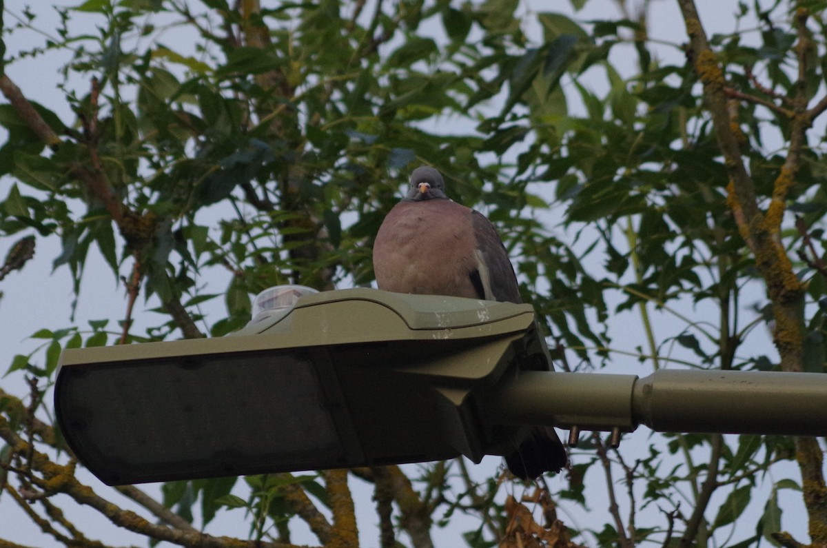 Common Wood-Pigeon - ML620999962