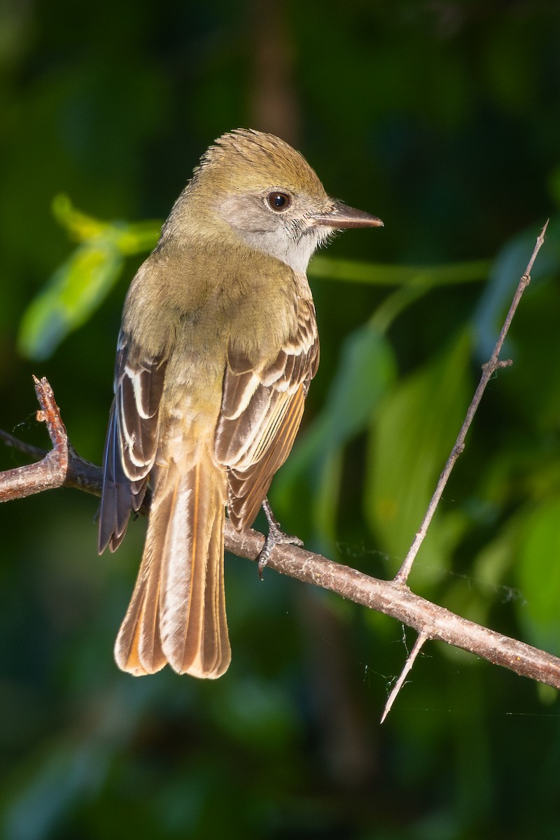 Great Crested Flycatcher - ML620999966