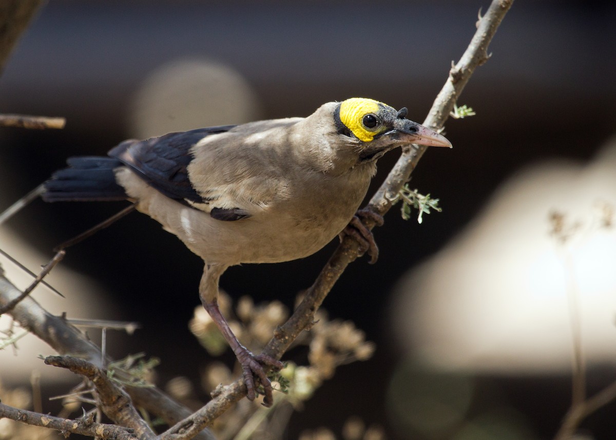 Wattled Starling - ML620999971