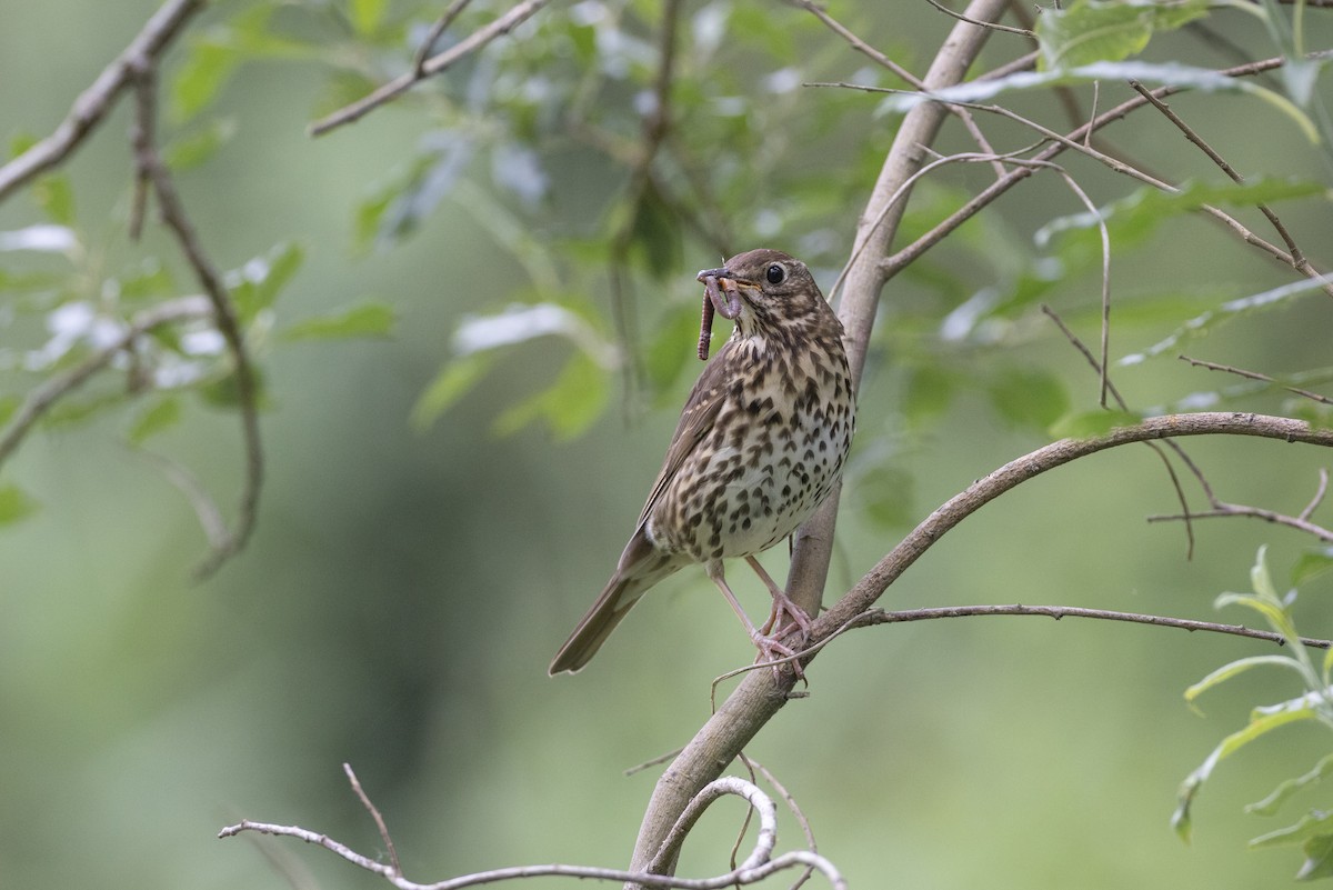 Song Thrush - ML620999972