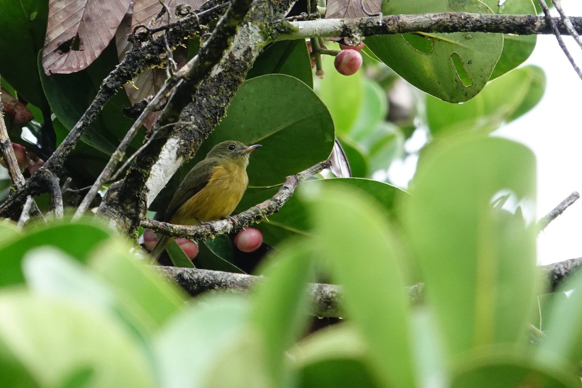 McConnell's Flycatcher - ML620999991