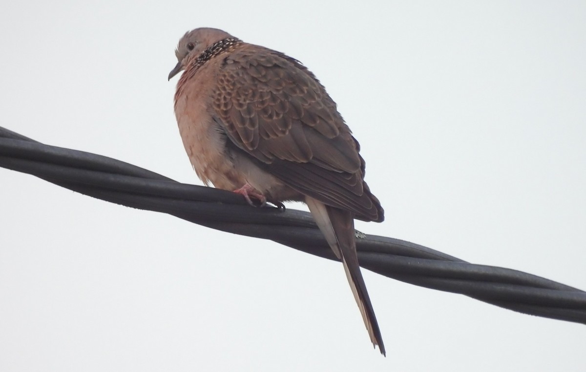 Spotted Dove - Uma Pandiyan