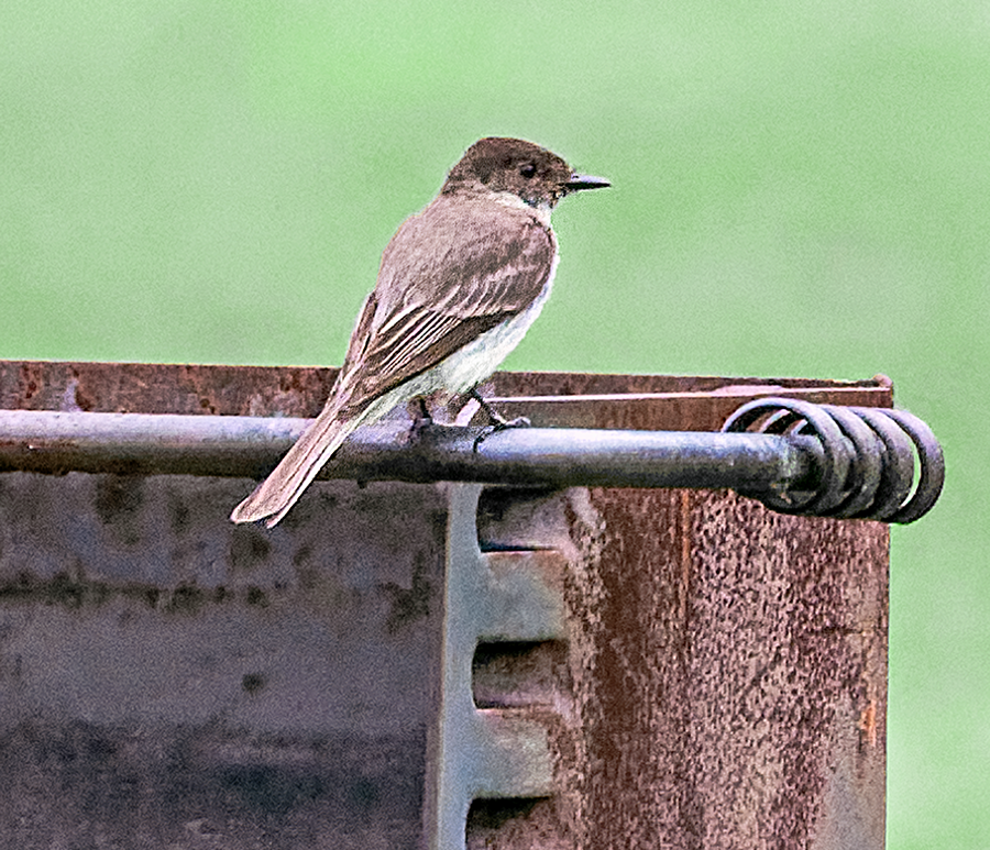 Eastern Phoebe - ML621000024