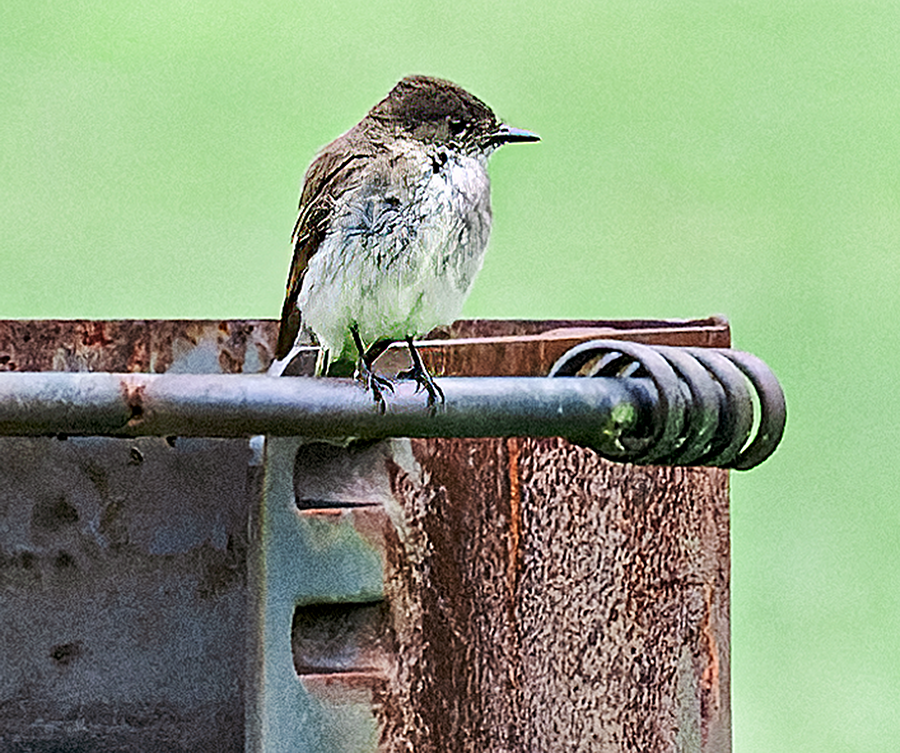 Eastern Phoebe - ML621000025