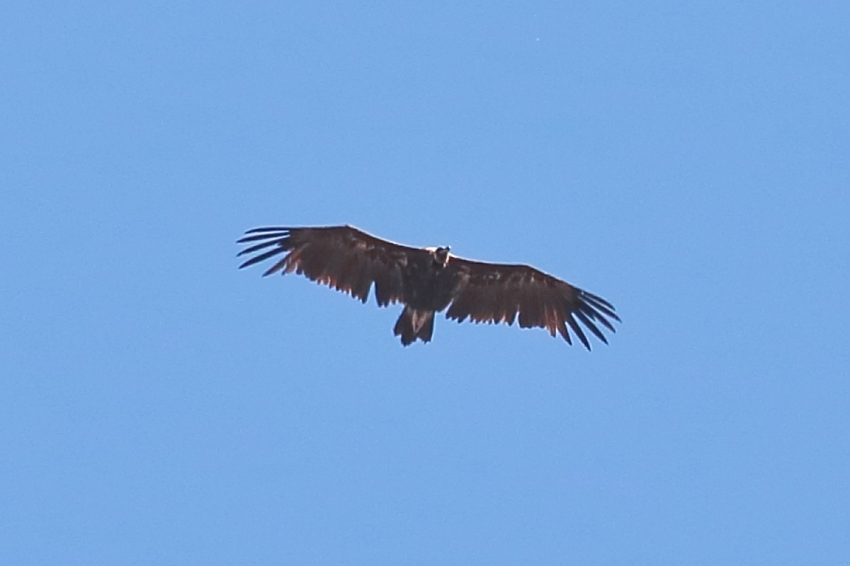 Cinereous Vulture - ML621000041