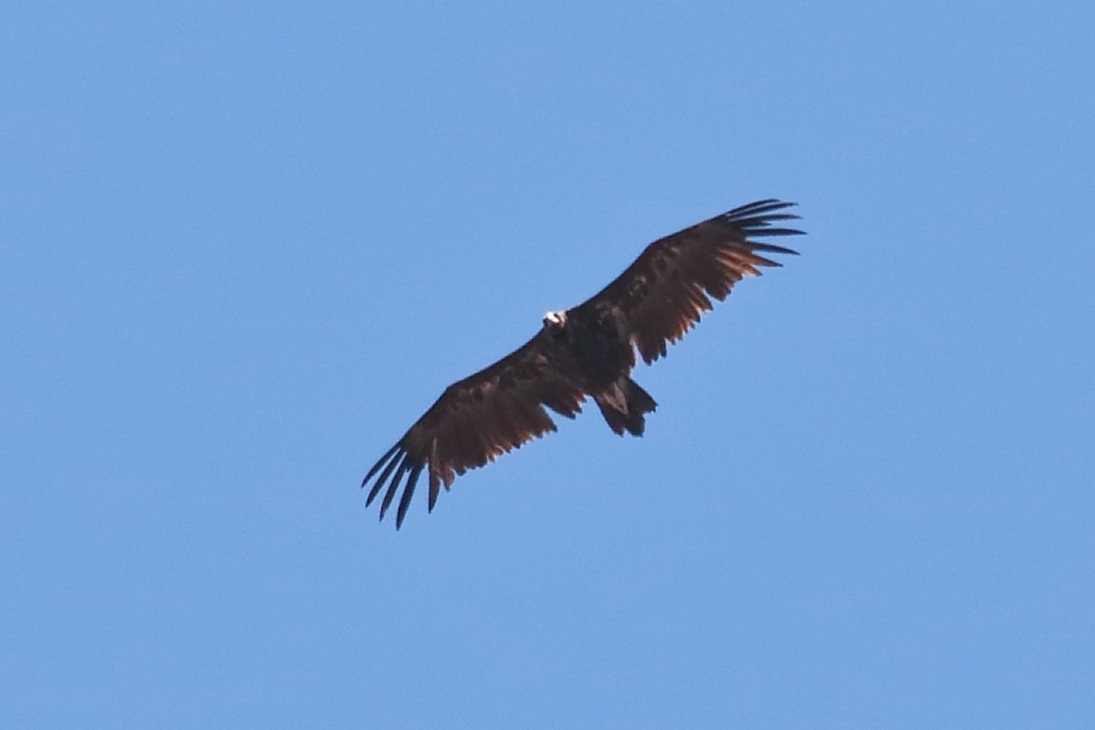 Cinereous Vulture - ML621000042