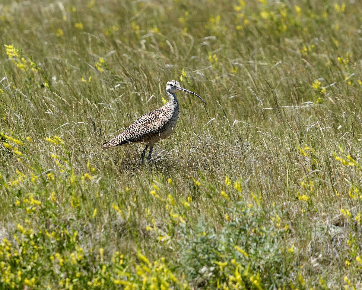 Long-billed Curlew - ML621000064