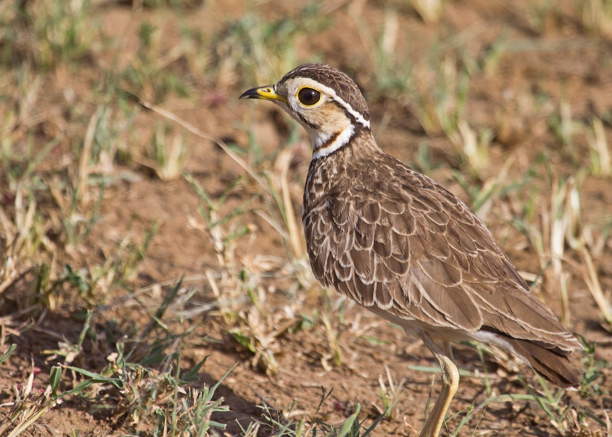 Three-banded Courser - ML621000085