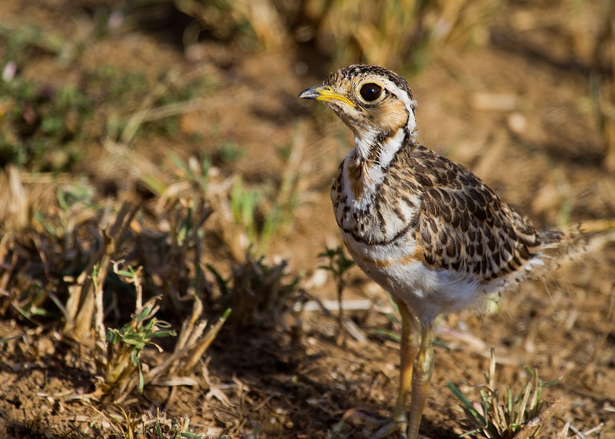 Three-banded Courser - ML621000091