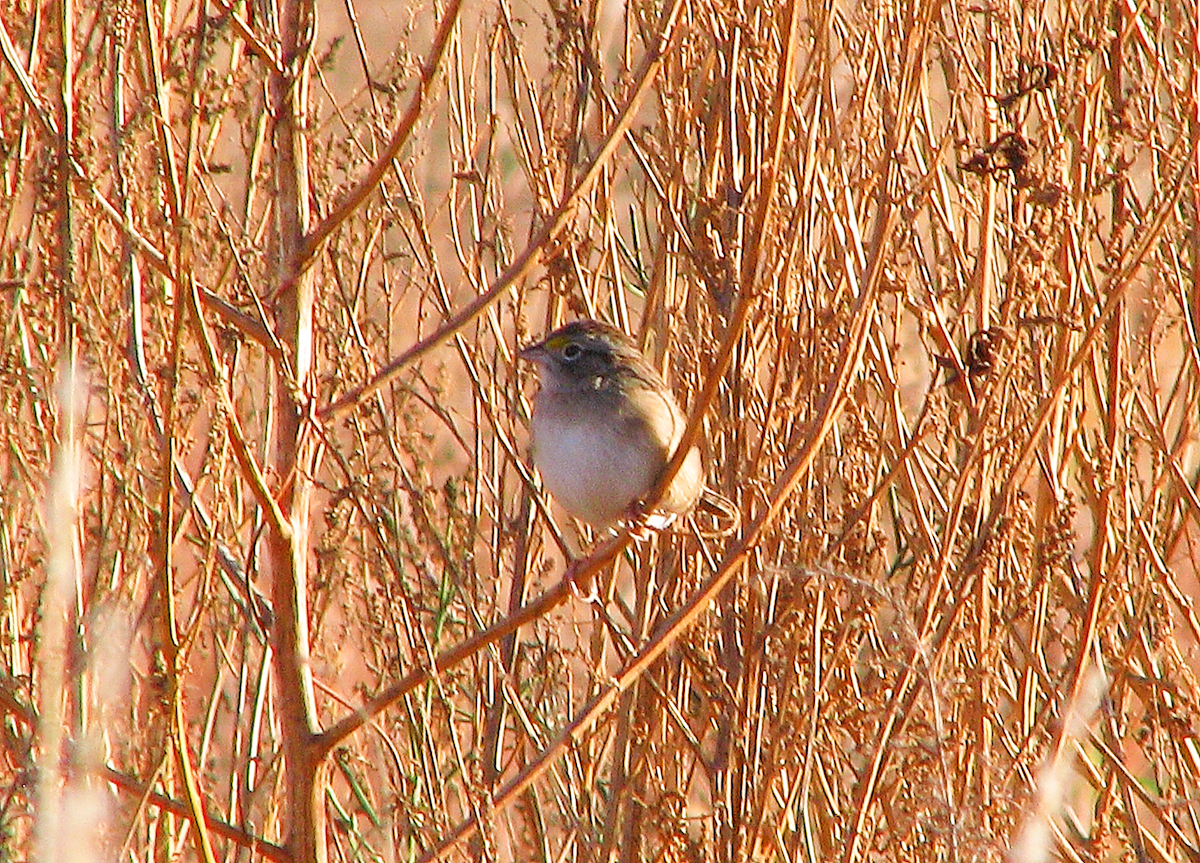 Grassland Sparrow - ML621000178