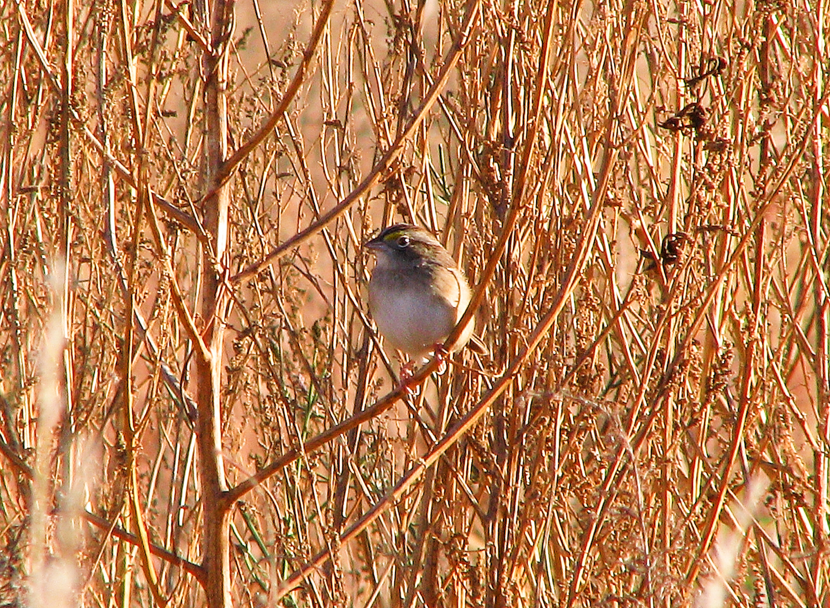 Grassland Sparrow - ML621000182