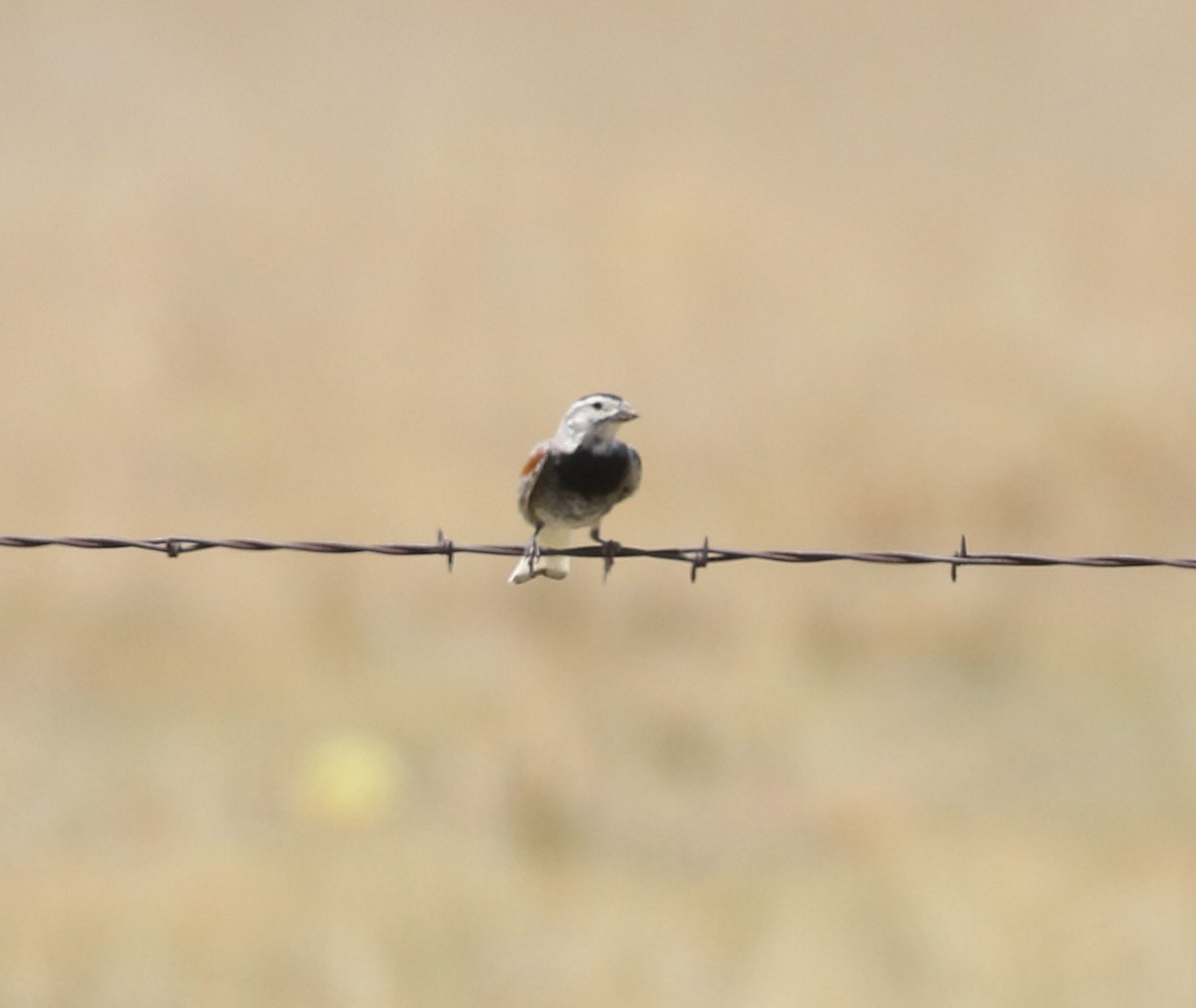 Thick-billed Longspur - ML621000184