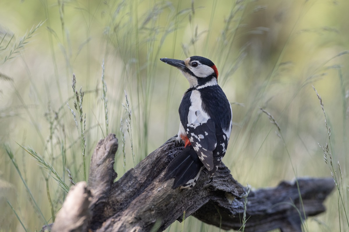 Great Spotted Woodpecker - ML621000191