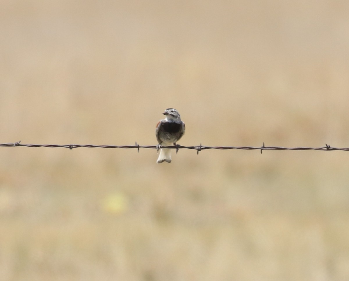 Thick-billed Longspur - ML621000194