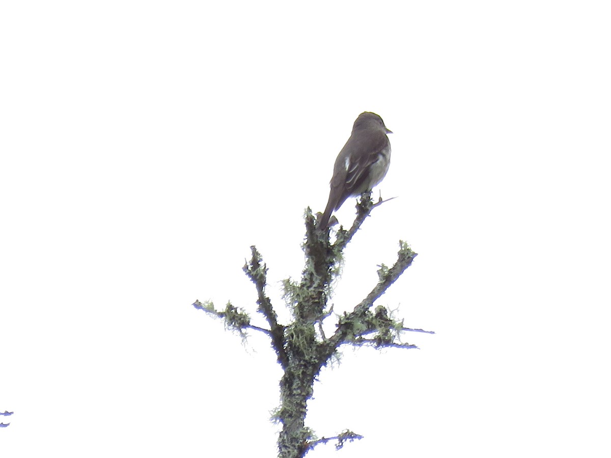 Olive-sided Flycatcher - ML621000197