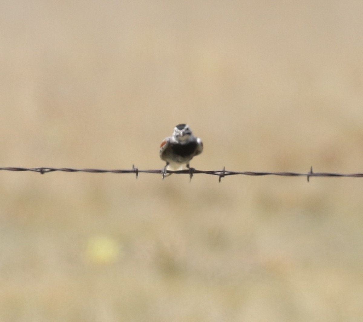 Thick-billed Longspur - ML621000198