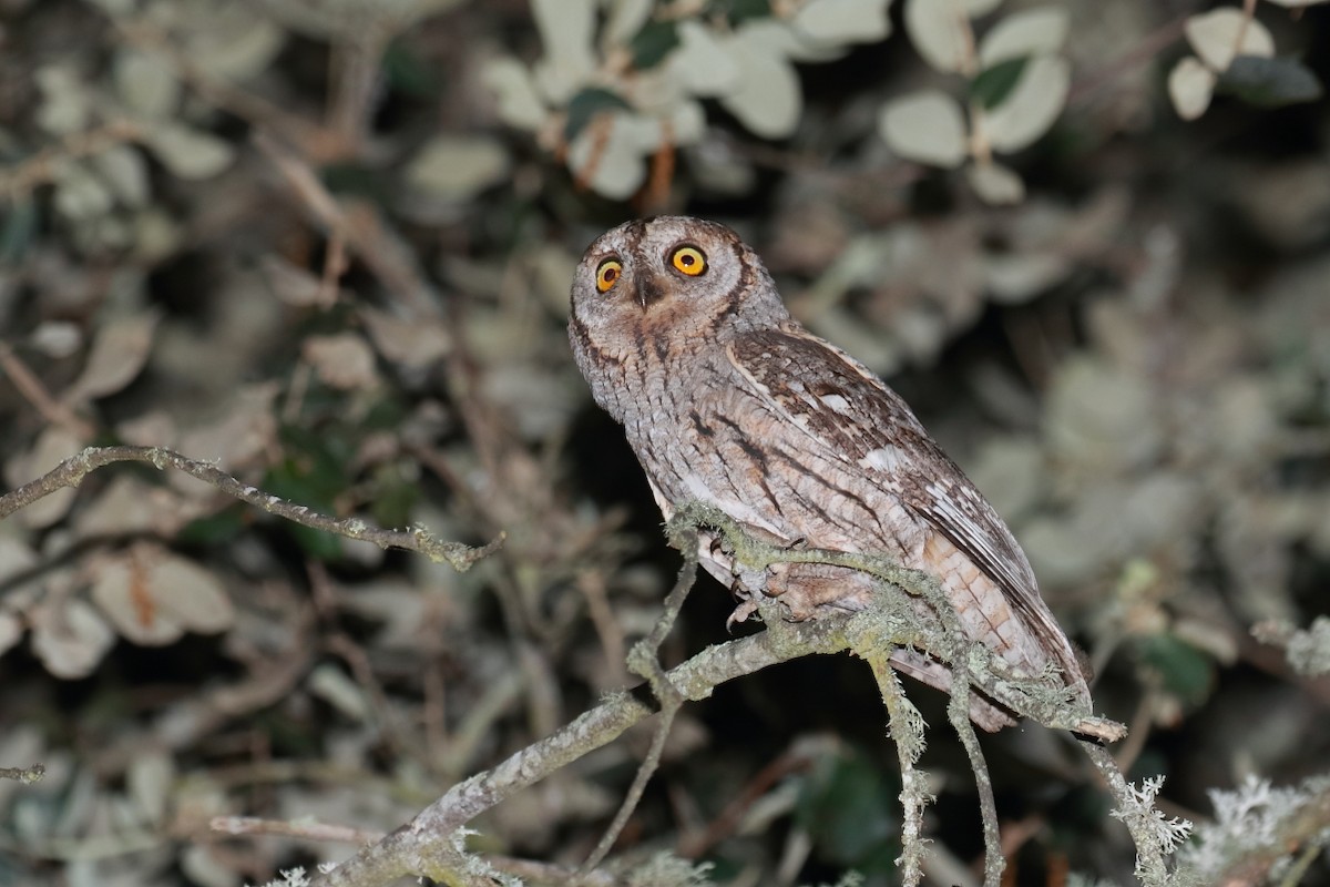 Eurasian Scops-Owl - ML621000214
