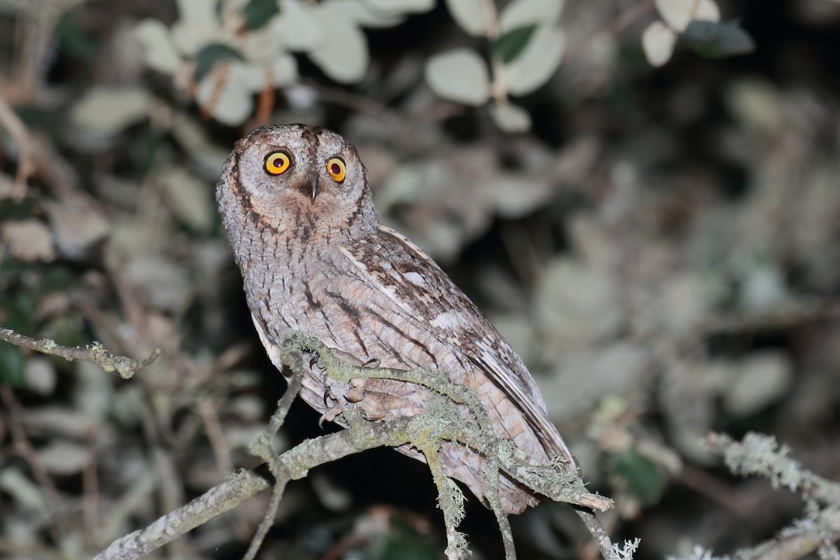 Eurasian Scops-Owl - ML621000215