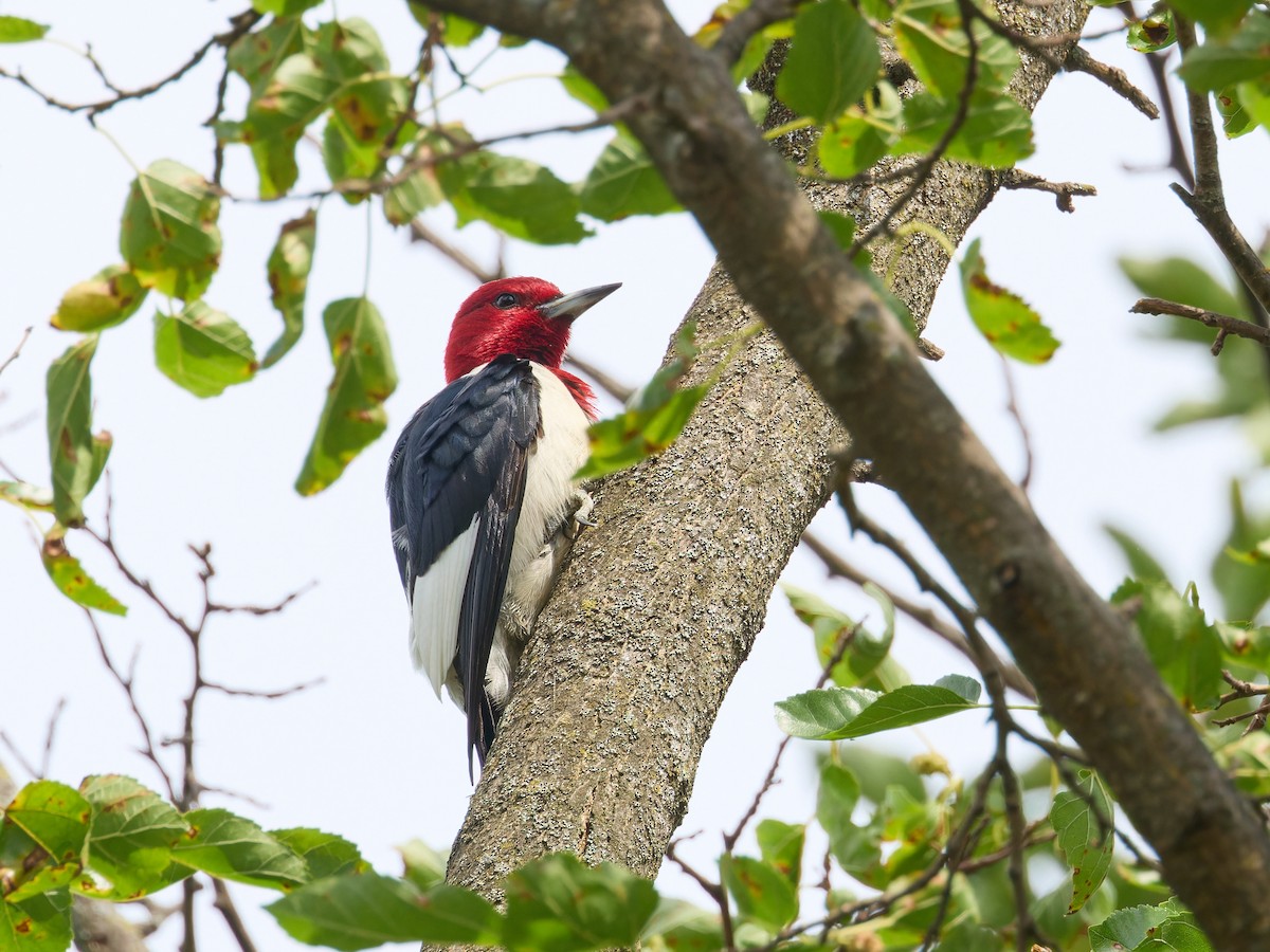 Red-headed Woodpecker - ML621000217