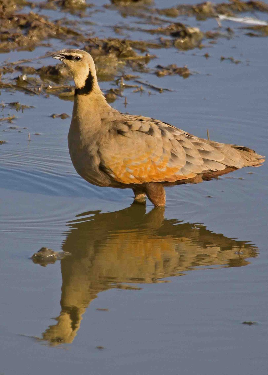 Yellow-throated Sandgrouse - Nathaniel Dargue