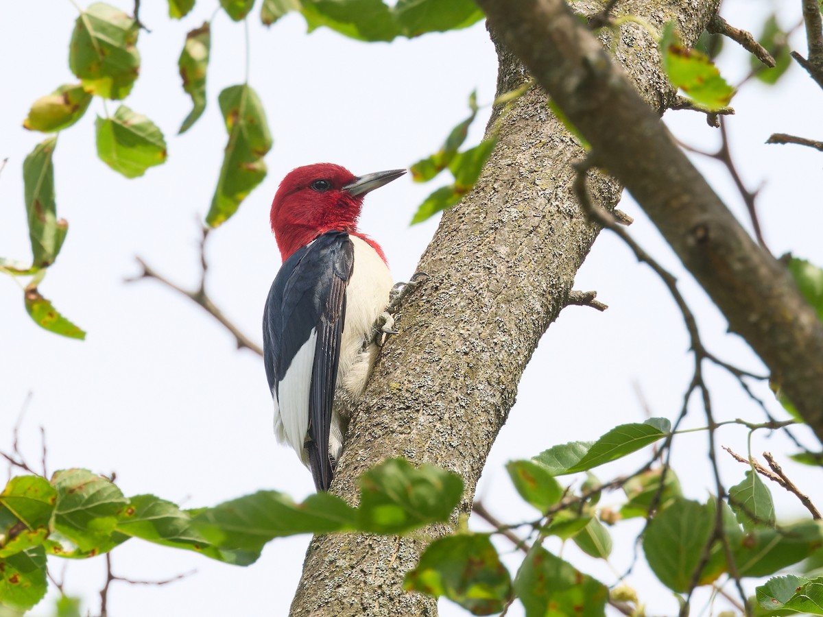 Red-headed Woodpecker - ML621000221
