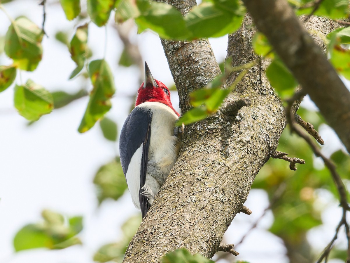 Red-headed Woodpecker - ML621000225